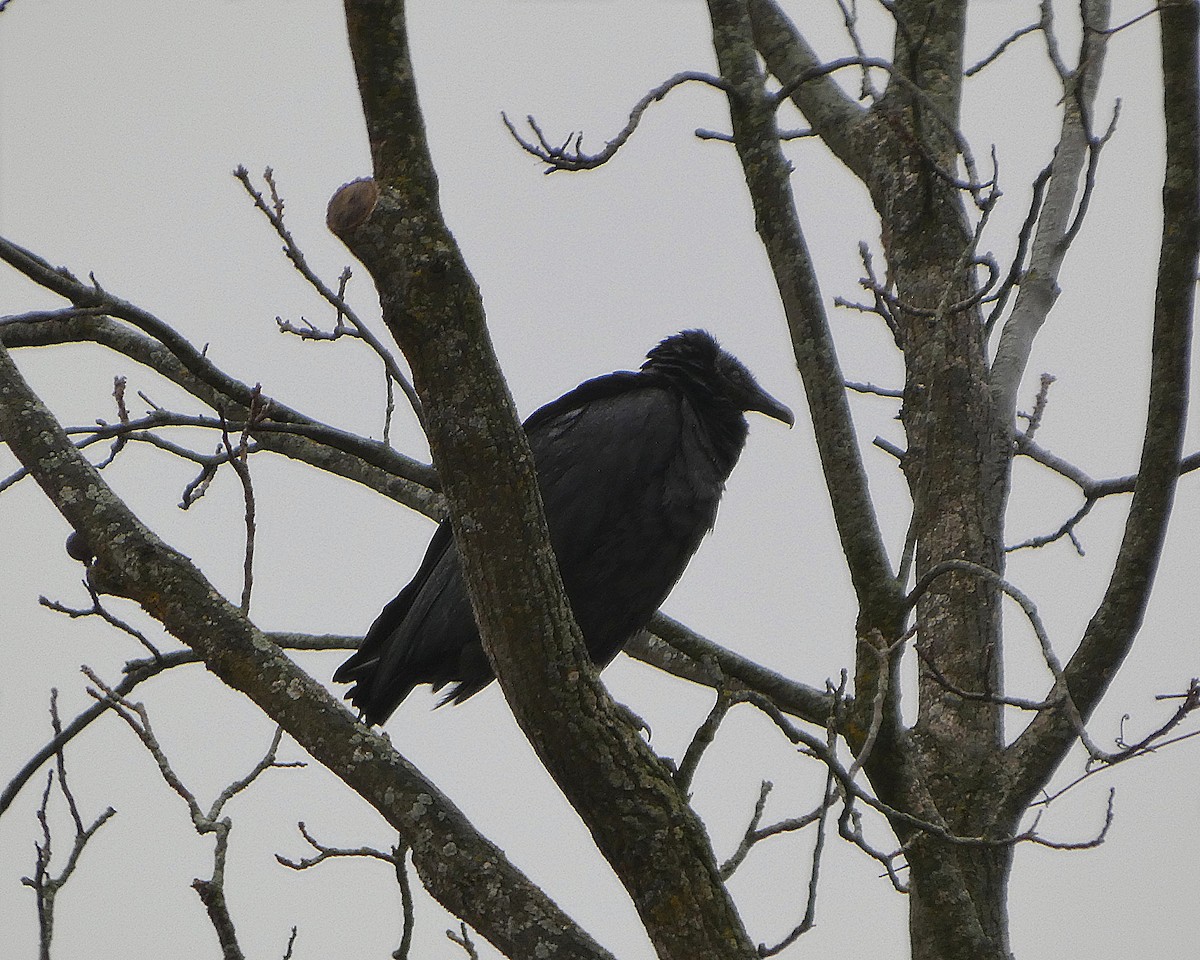 Black Vulture - ML646116033