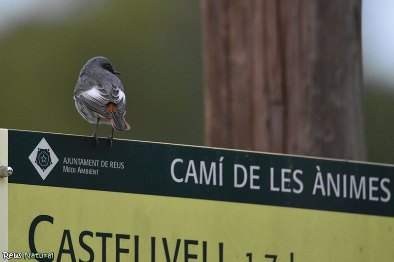 Black Redstart - ML646116035
