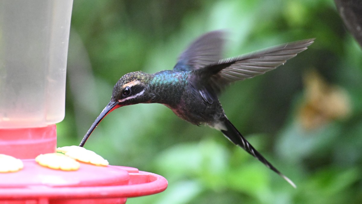 kolibřík bělovousý - ML646116037