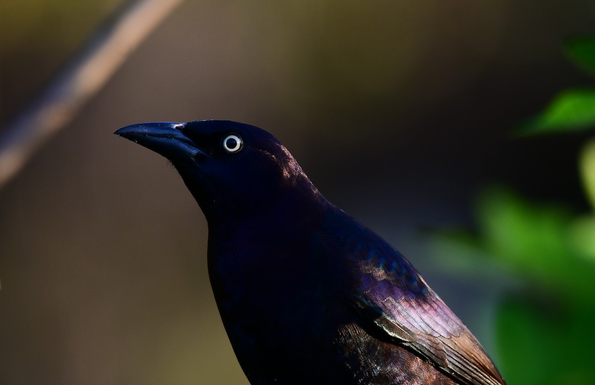 vlhovec lesklý - ML646116039