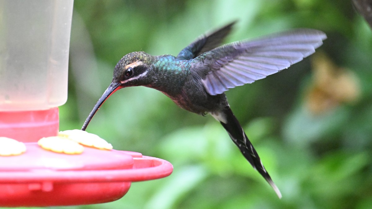 kolibřík bělovousý - ML646116040