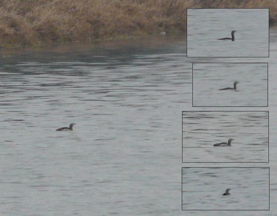 potáplice malá - ML646116041