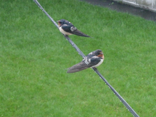 vlaštovka obecná - ML646116042