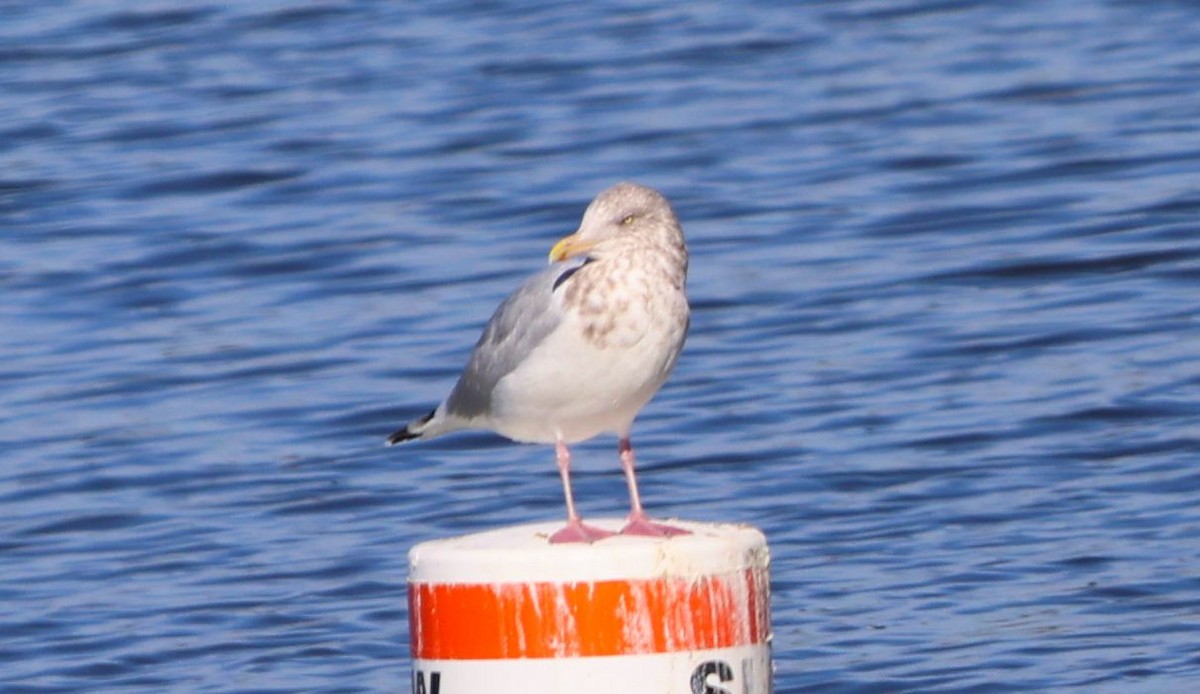 racek americký - ML646116043