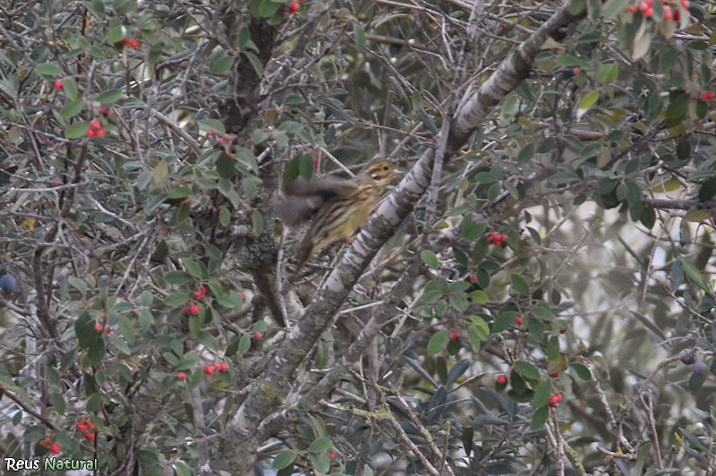 strnad cvrčivý - ML646116044