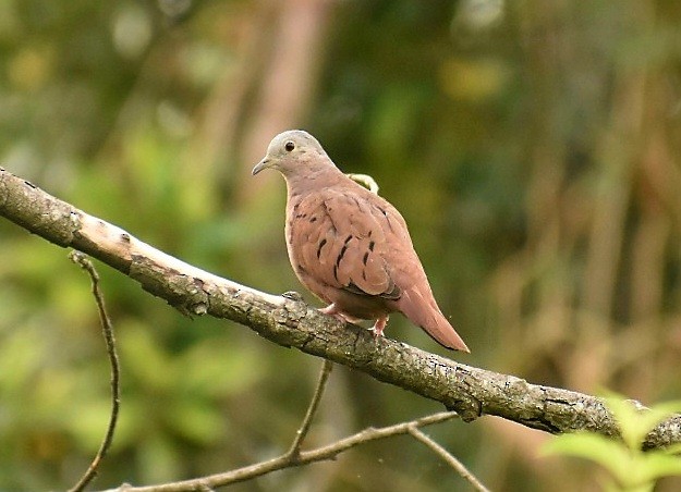 holoubek skořicový - ML646116045