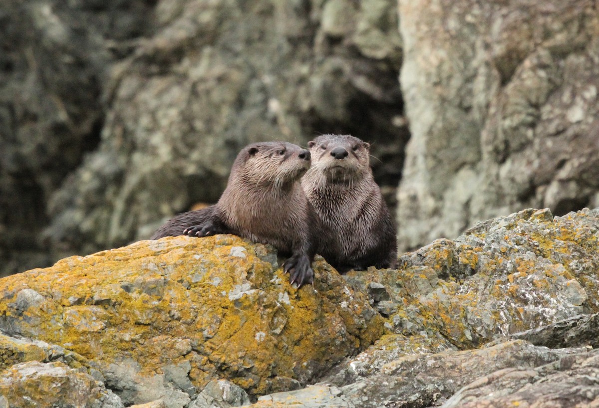 New World River Otters - ML646116047
