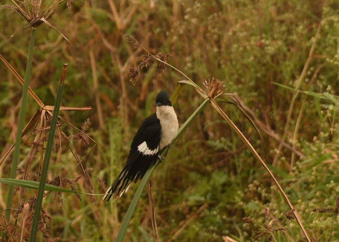 kukačka černobílá - ML646116048