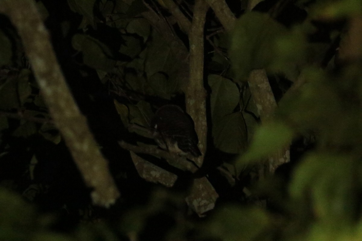 kulíšek kukaččí - ML646116049