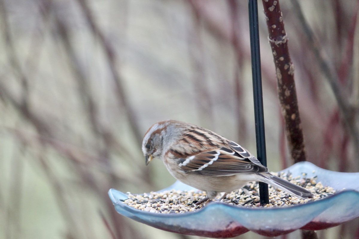 strnádka pokřovní - ML646116050