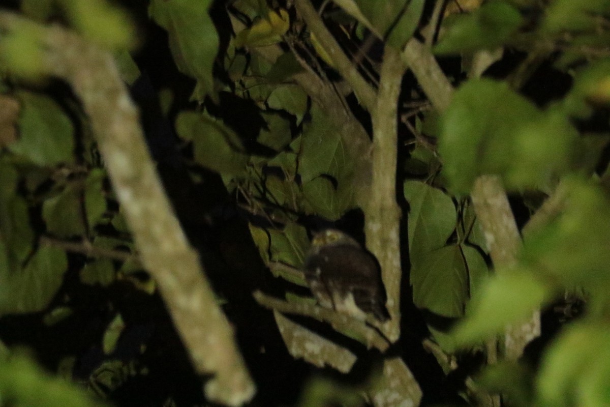 kulíšek kukaččí - ML646116051