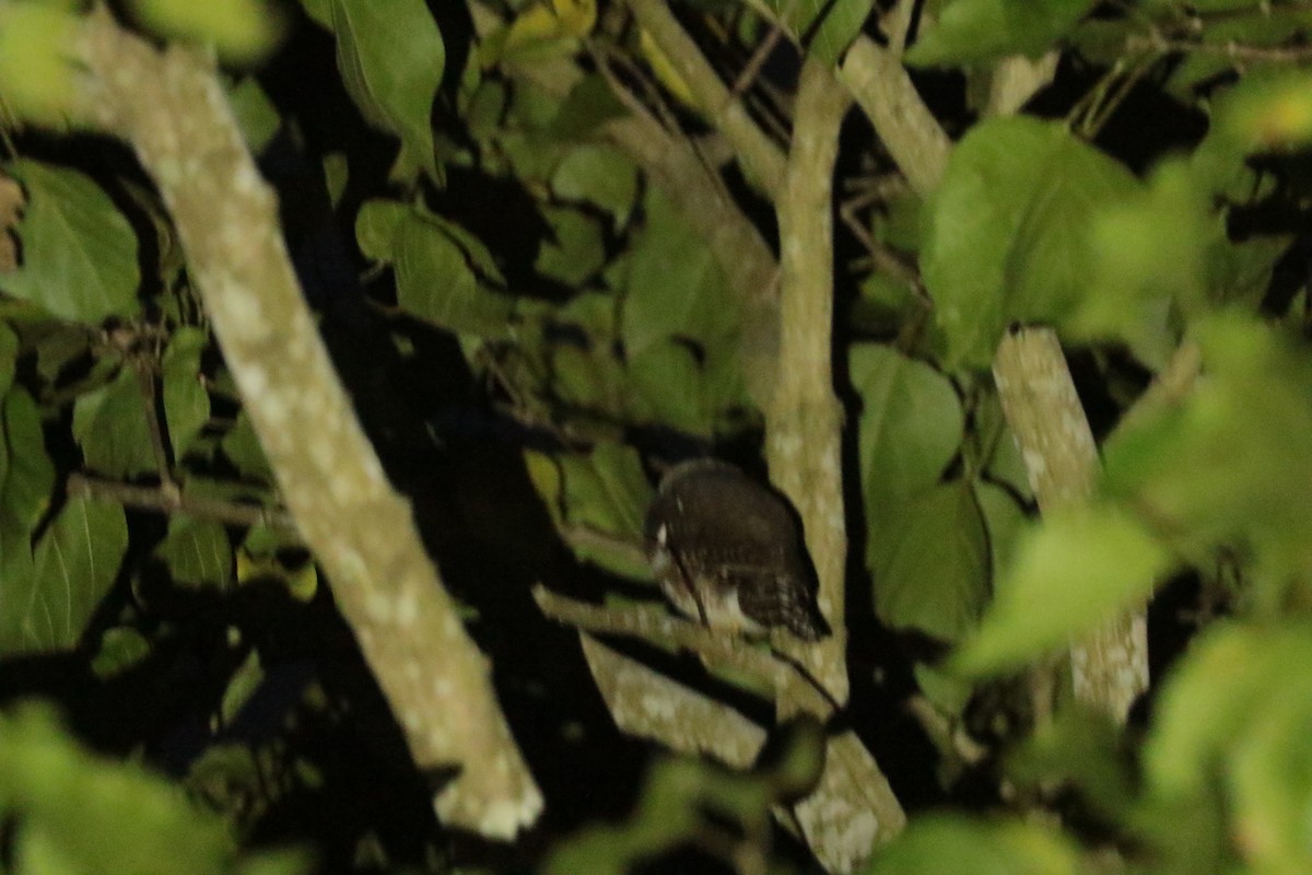 kulíšek kukaččí - ML646116052