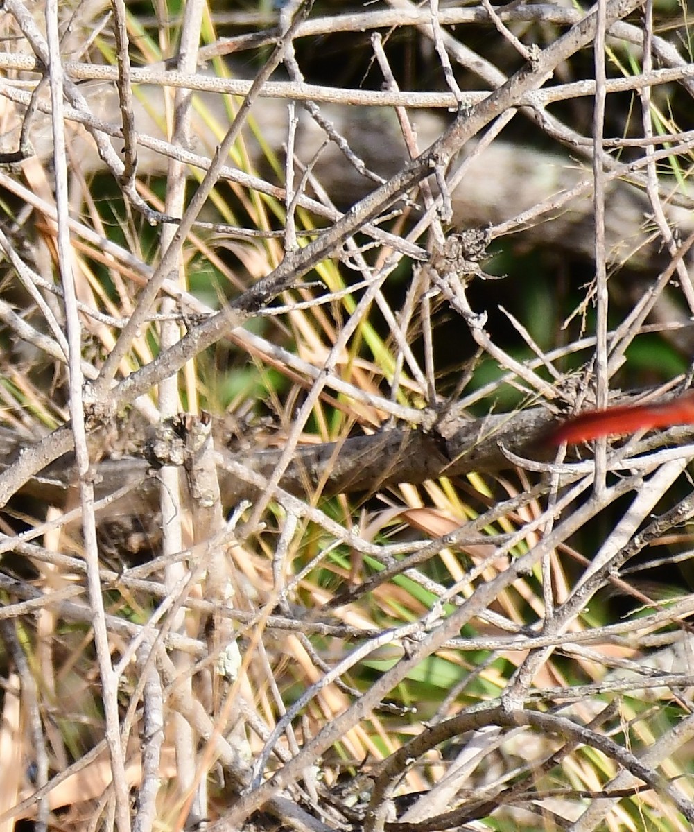 kardinál červený - ML646116053