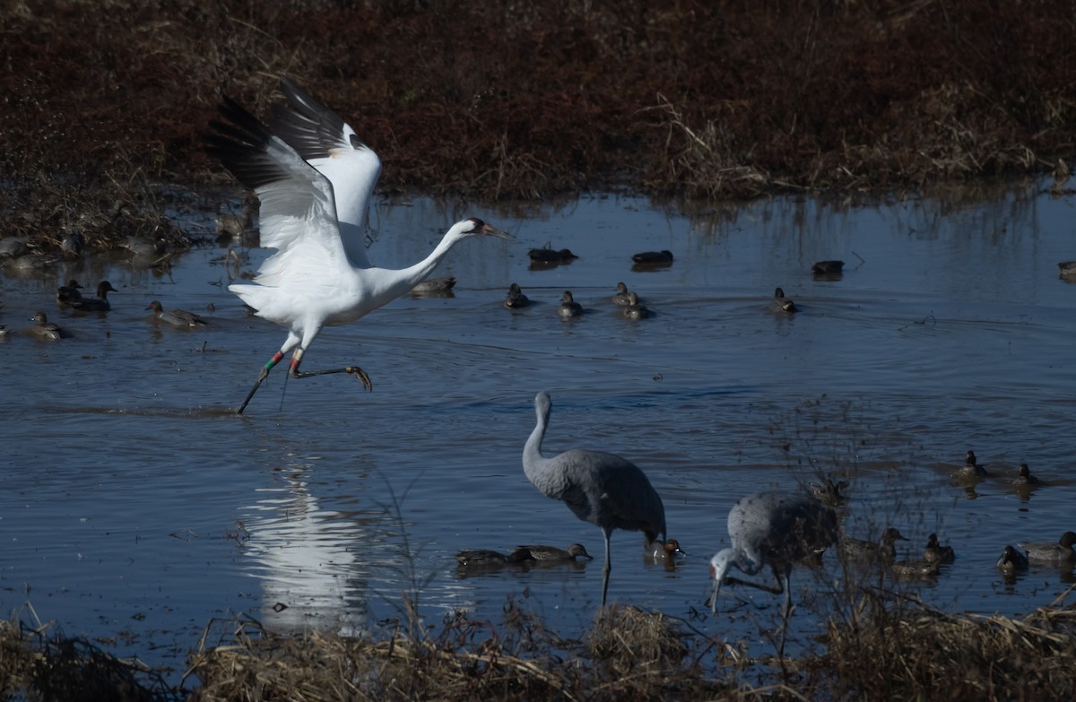 jeřáb americký - ML646116056