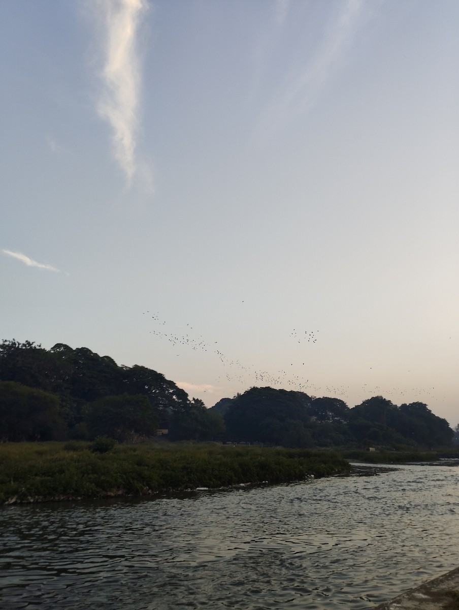 majna obecná - ML646116057