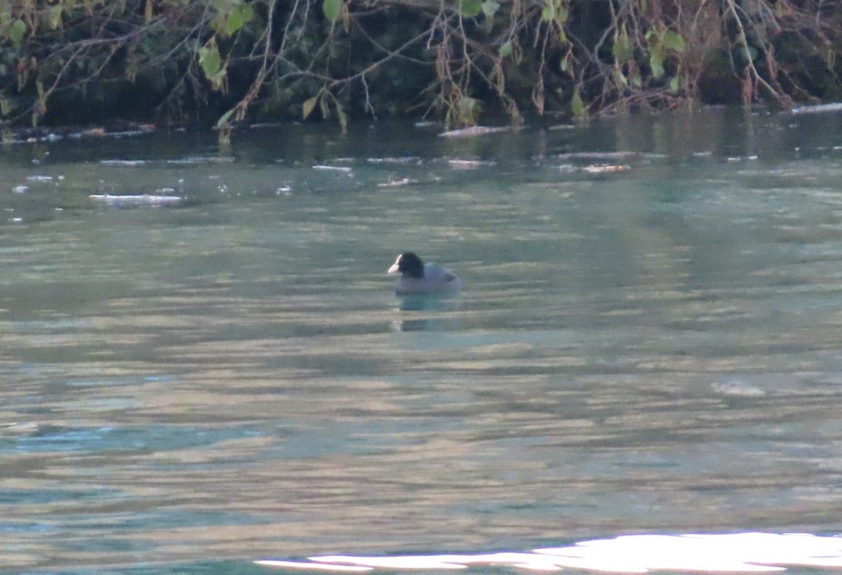 lyska černá - ML646116058