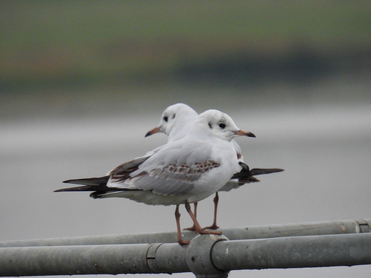 racek chechtavý - ML646116059