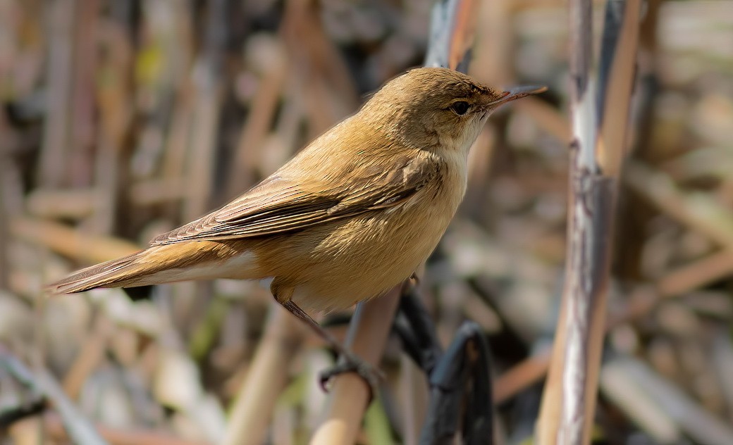 rákosník obecný - ML646116060