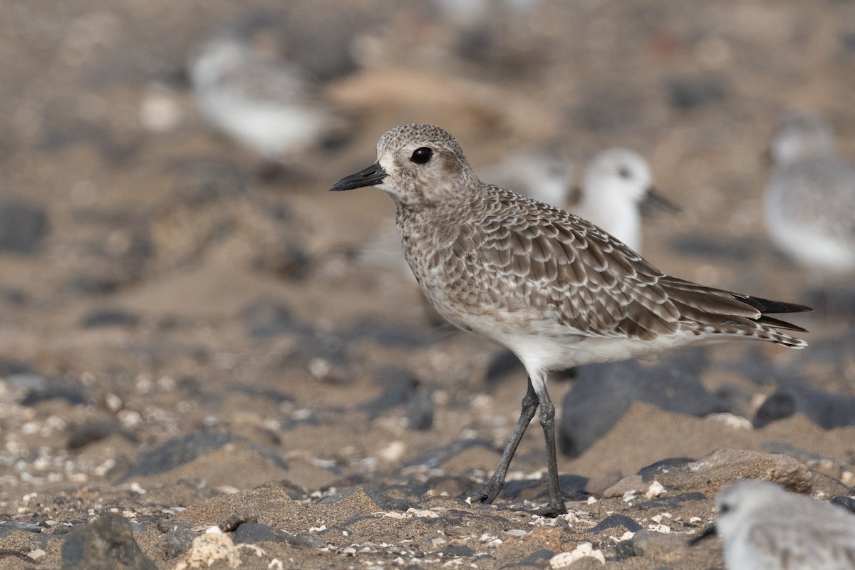 kulík bledý - ML646116062