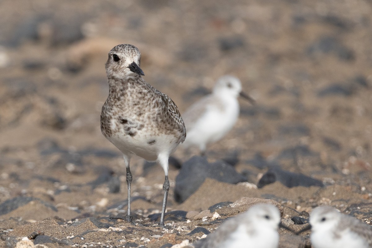 kulík bledý - ML646116063