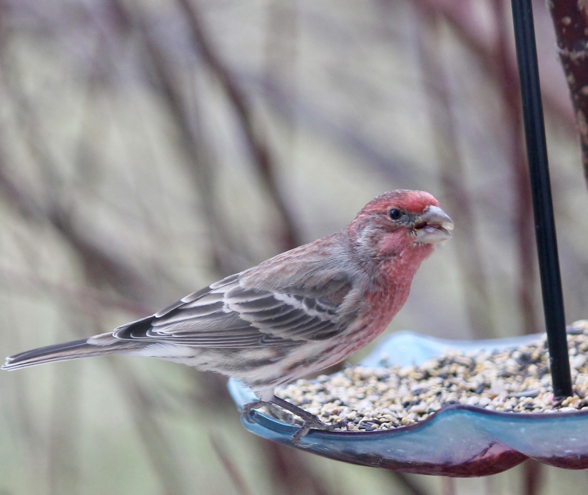 Мексиканская чечевица - ML646116065