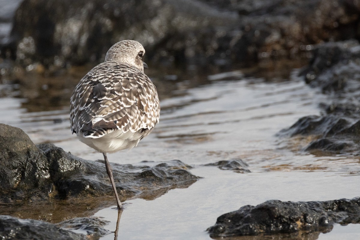 kulík bledý - ML646116066