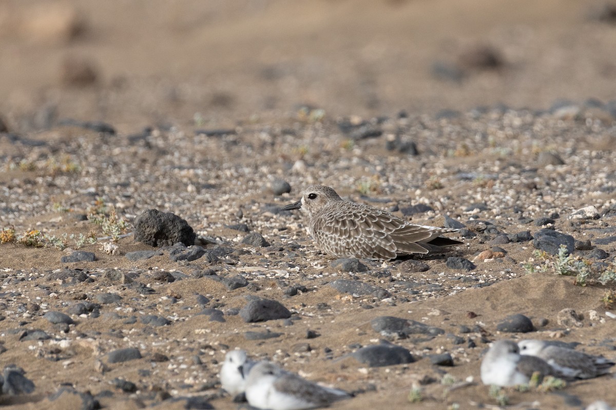 kulík bledý - ML646116067