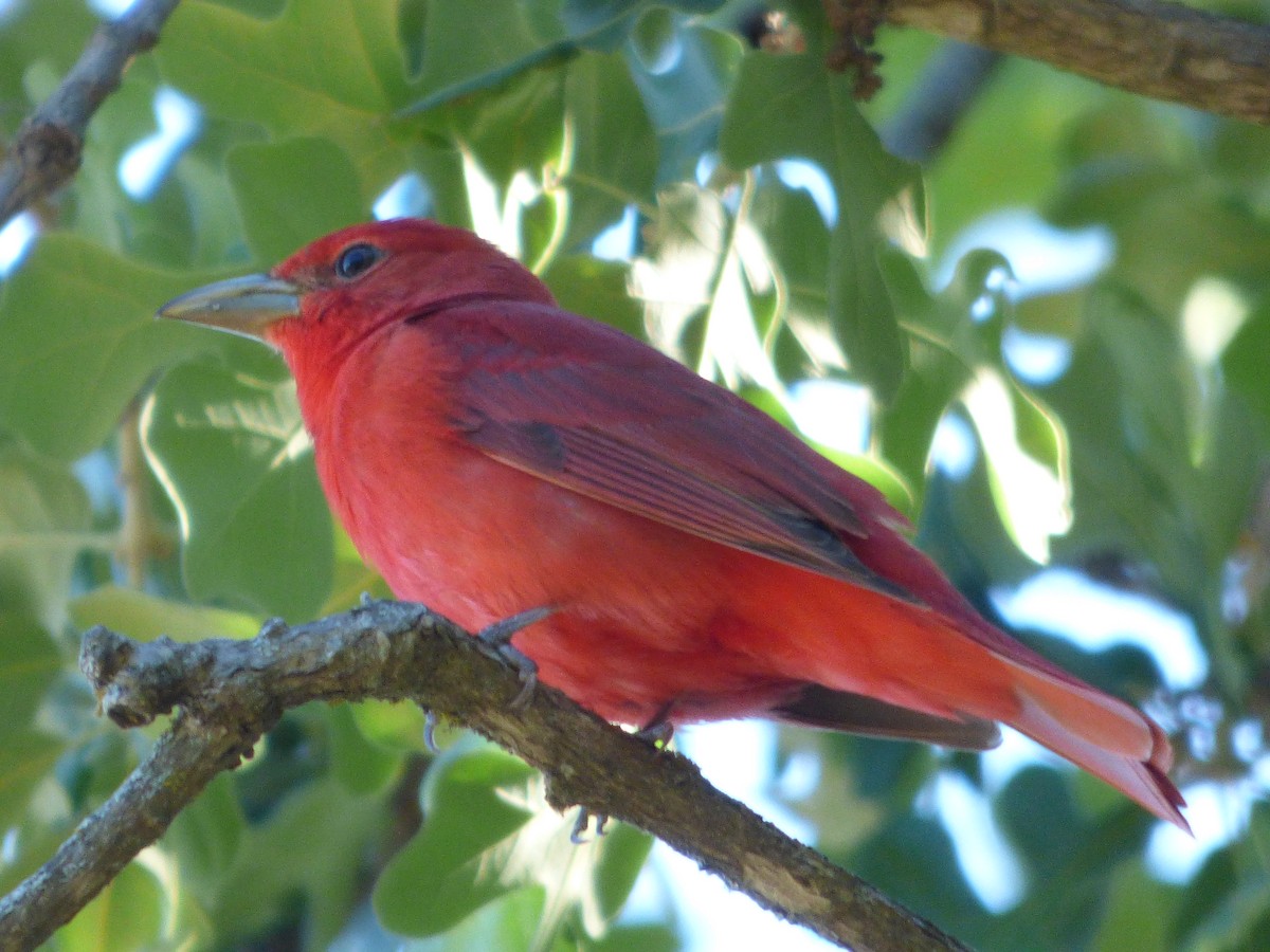 piranga ohnivá - ML646116068