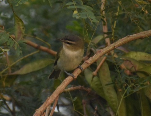 Chivi Vireo - ML646116069