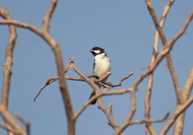 Lined Seedeater - ML646116072