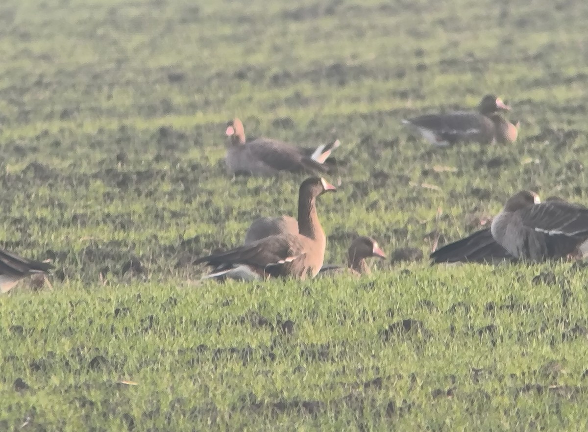 אווז קטן - ML646116075