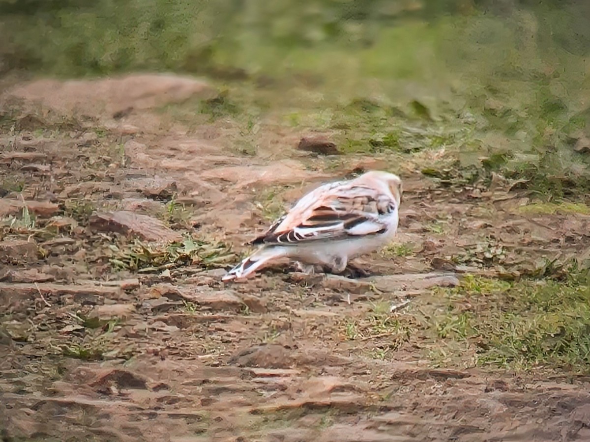 雪鵐 - ML646116081