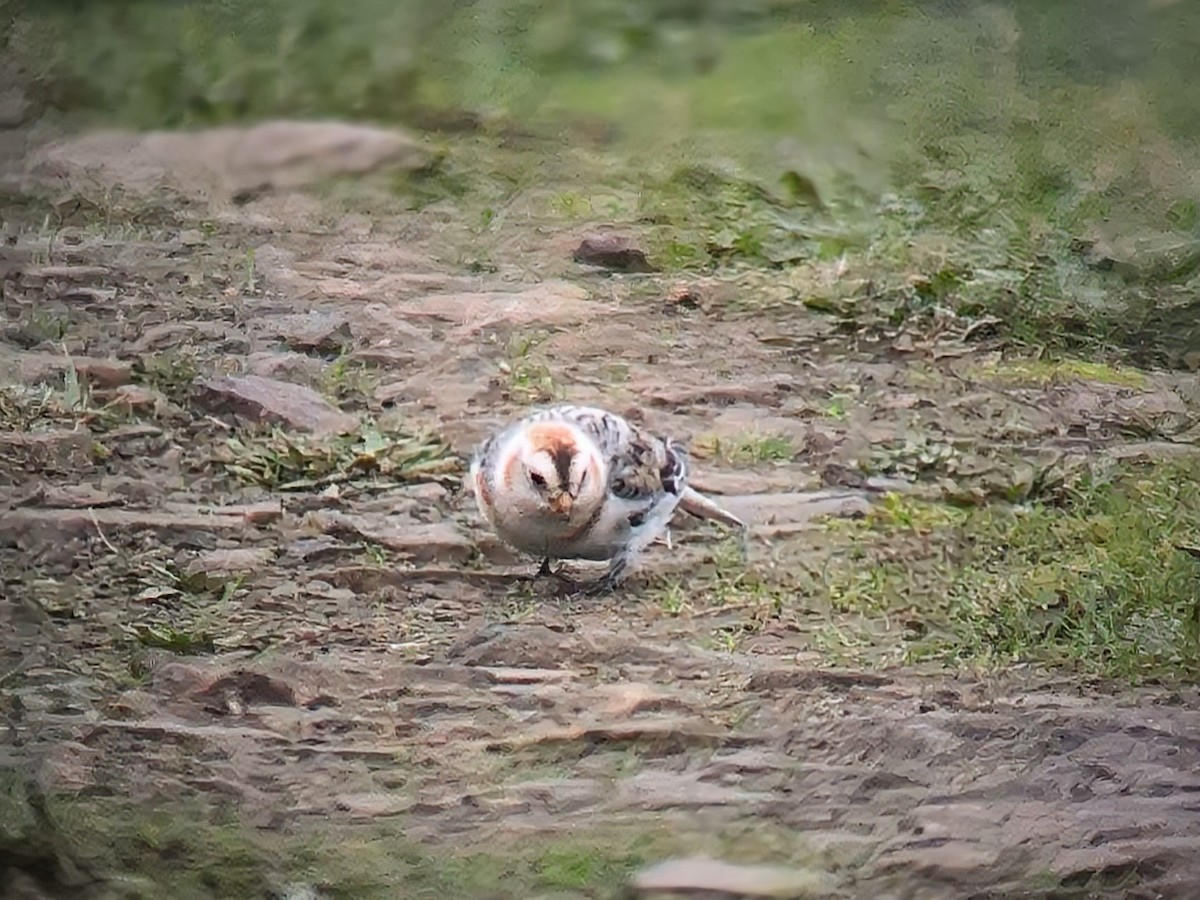 雪鵐 - ML646116082