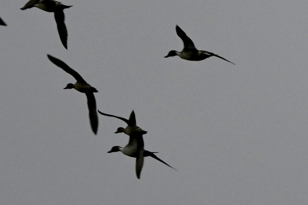 Northern Pintail - ML646116087