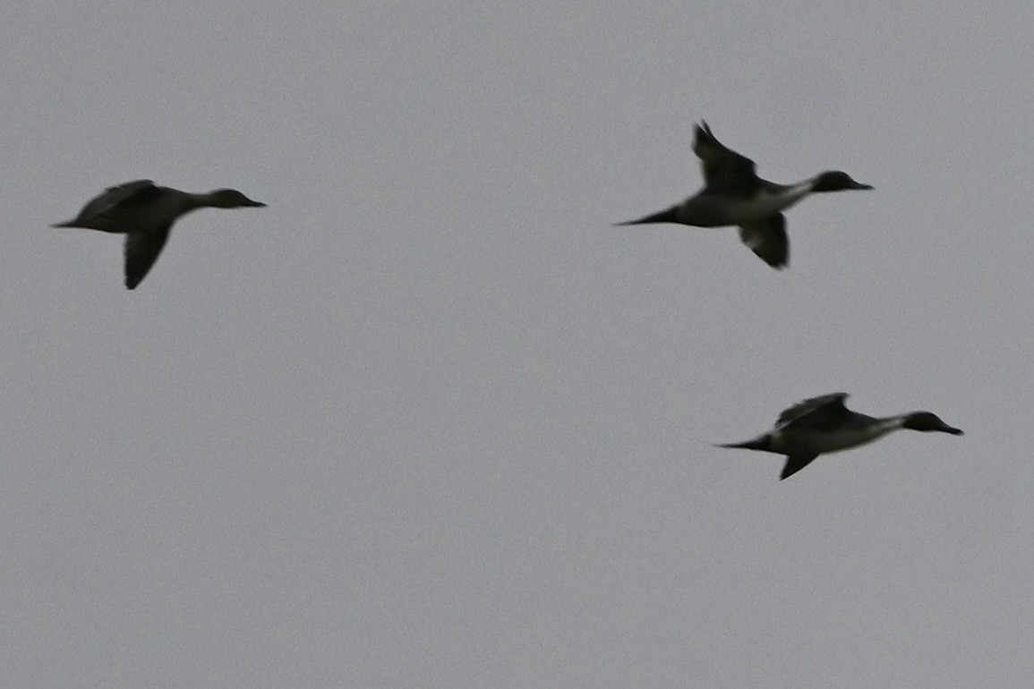 Northern Pintail - ML646116088
