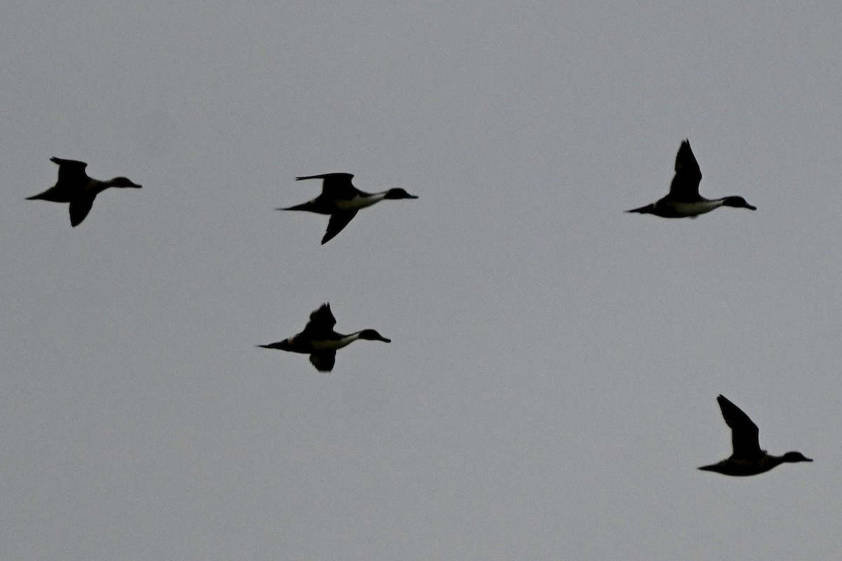 Northern Pintail - ML646116089