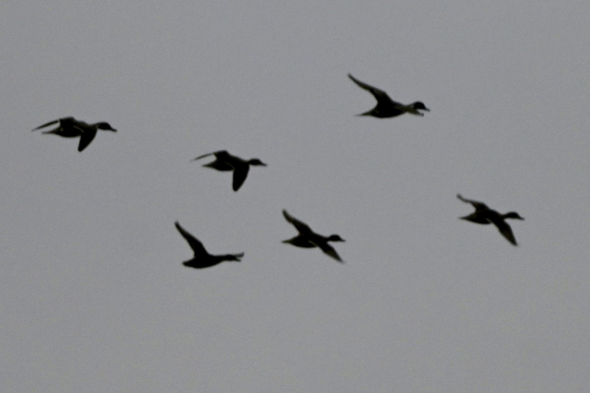 Northern Pintail - ML646116090