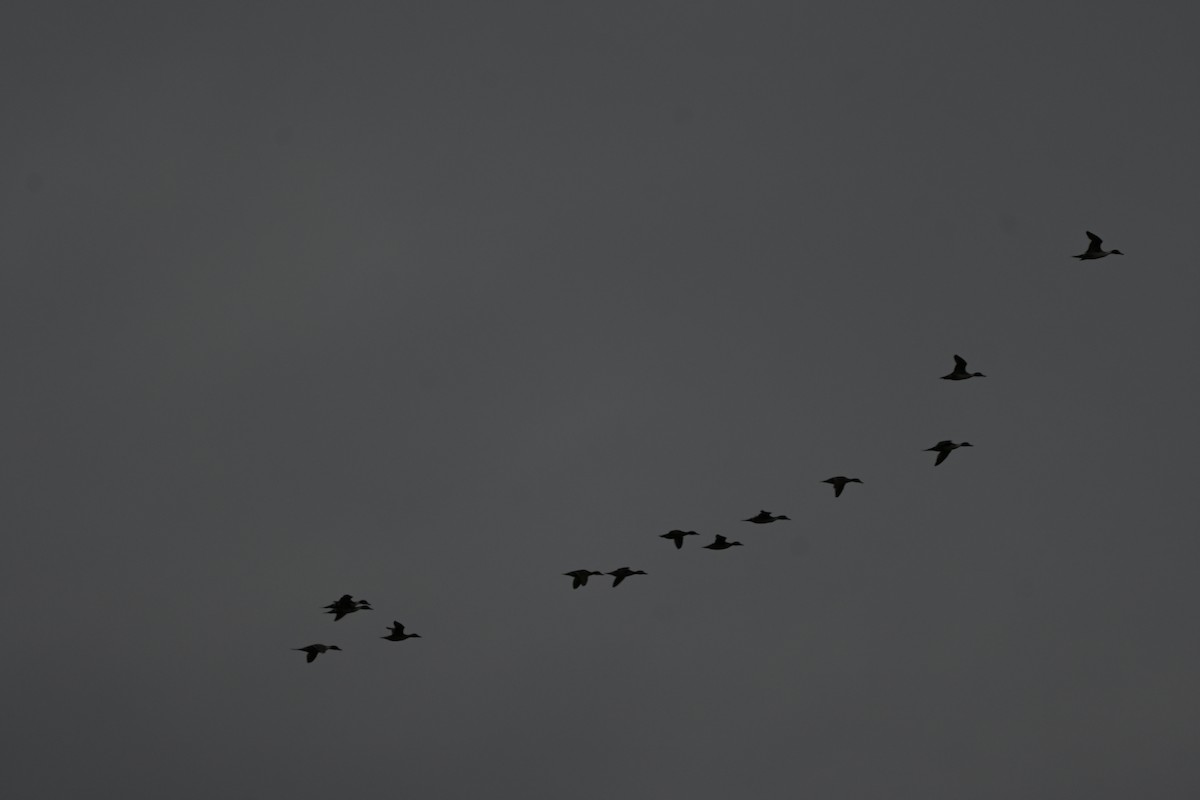 Northern Pintail - ML646116091