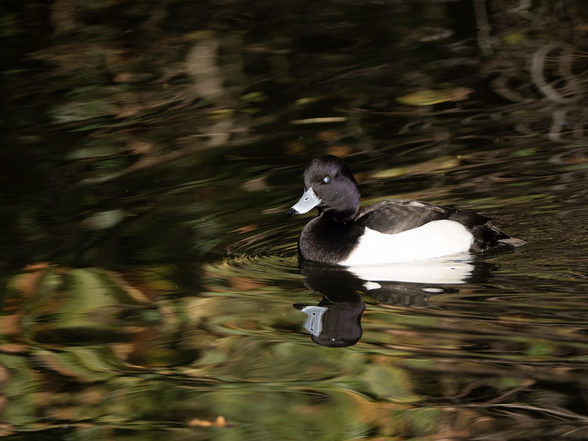 Tufted Duck - ML646116092