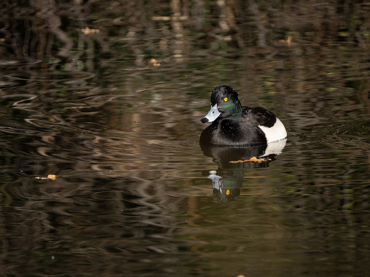Tufted Duck - ML646116093
