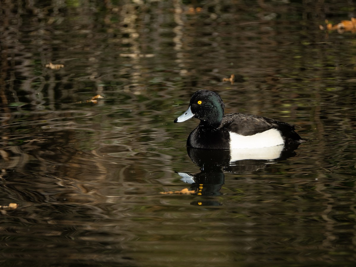 Tufted Duck - ML646116094