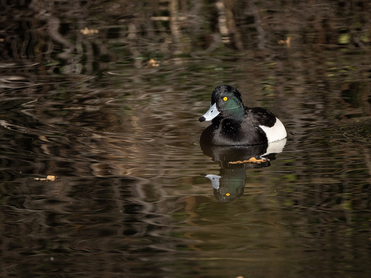 Tufted Duck - ML646116095