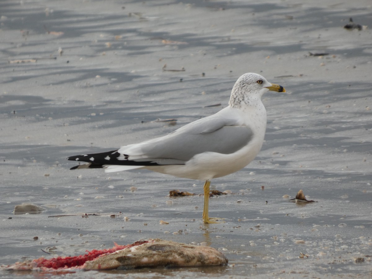 Ringschnabelmöwe - ML646116101