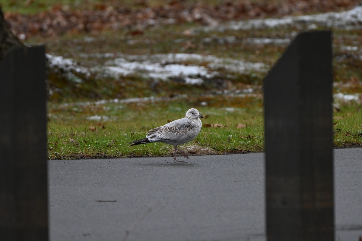 Ringschnabelmöwe - ML646116103