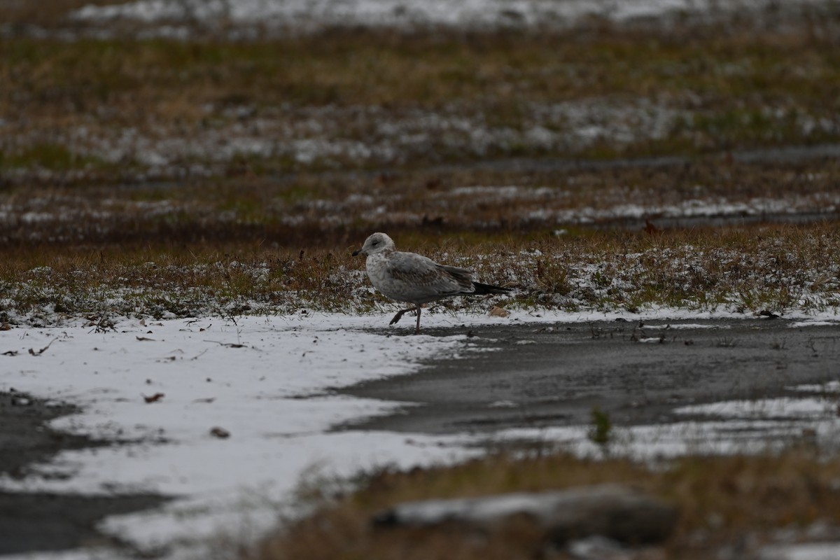 Ringschnabelmöwe - ML646116104