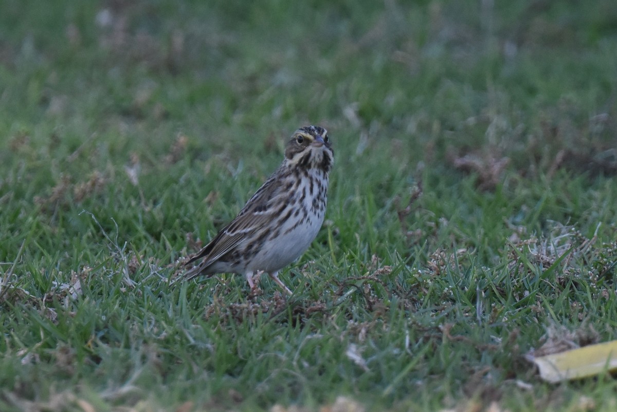Savannah Sparrow (Savannah) - ML646116109