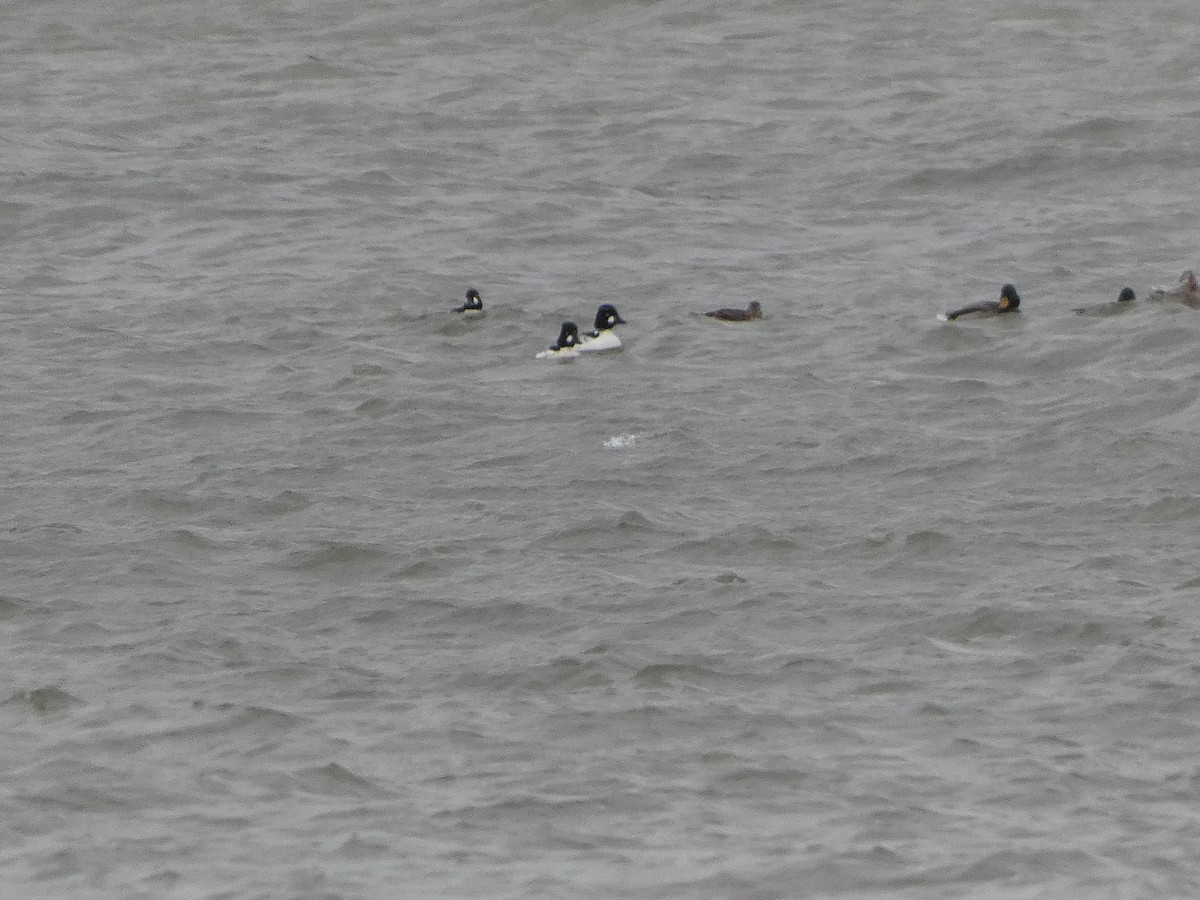 Common Goldeneye - ML646116110