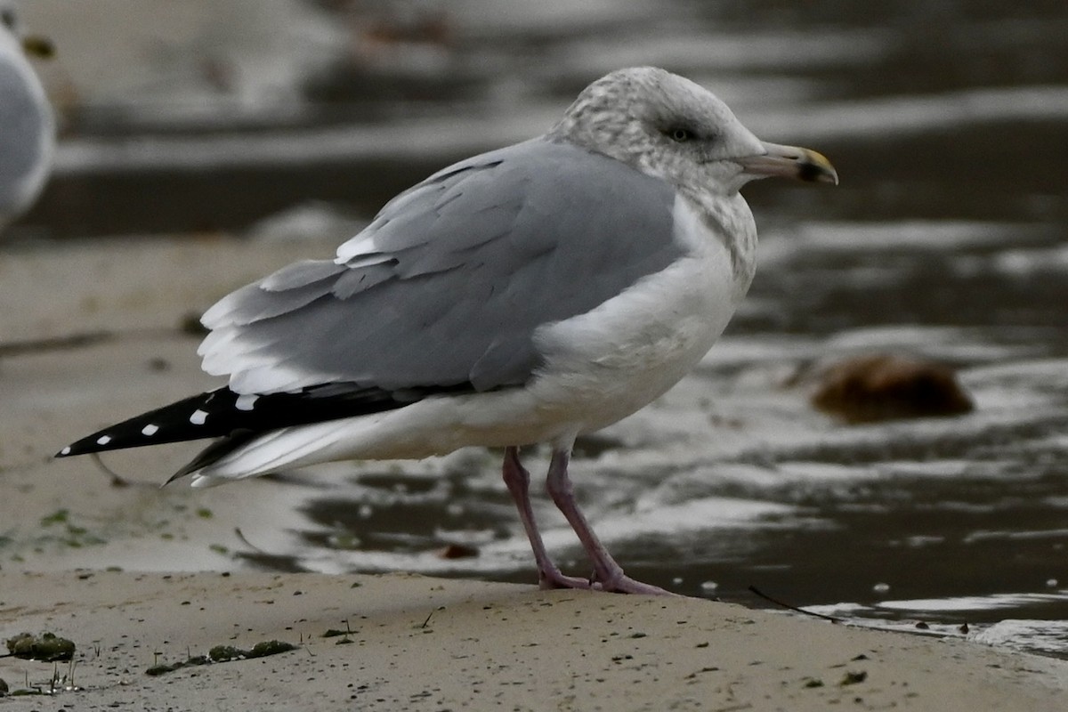 American Herring Gull - ML646116111