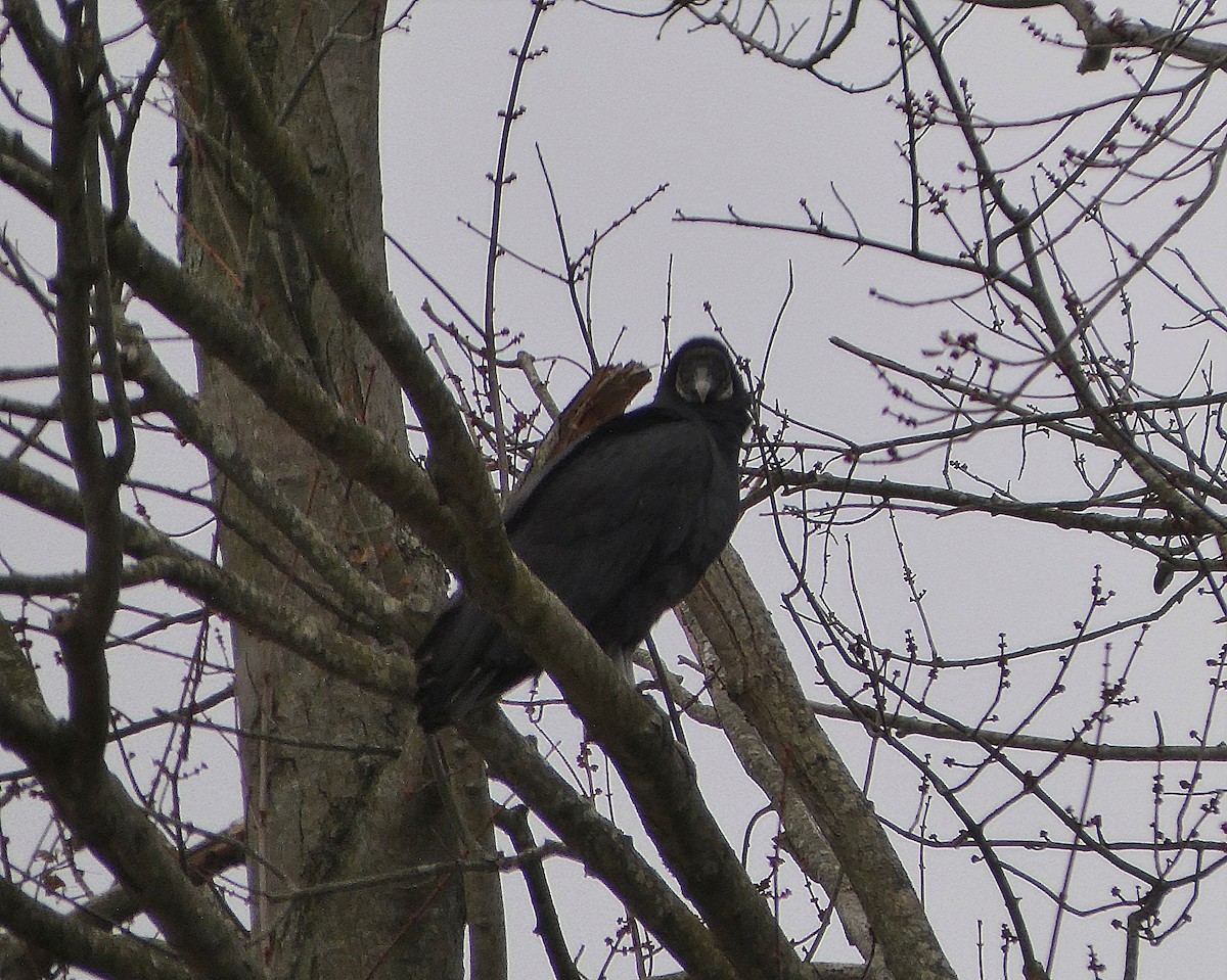 Black Vulture - ML646116112