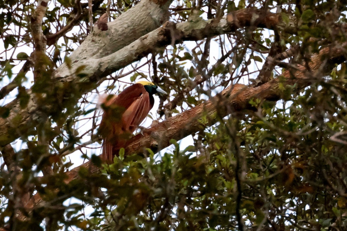 Greater Bird-of-Paradise - ML646116113